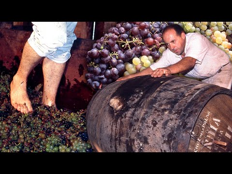 Видео: Вино из сосновой древесины и его необычный смолистый аромат. Вот так давят и прессуют виноград.