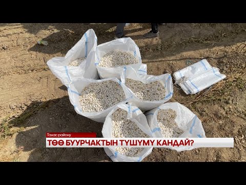 Видео: ТӨӨ БУУРЧАКТЫН ТҮШҮМҮ КАНДАЙ