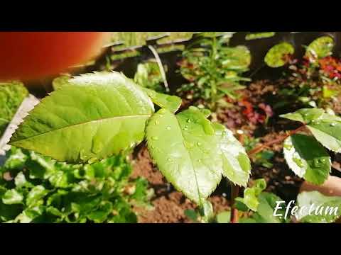 Видео: Розанный пилильщик. Слепые побеги у роз.