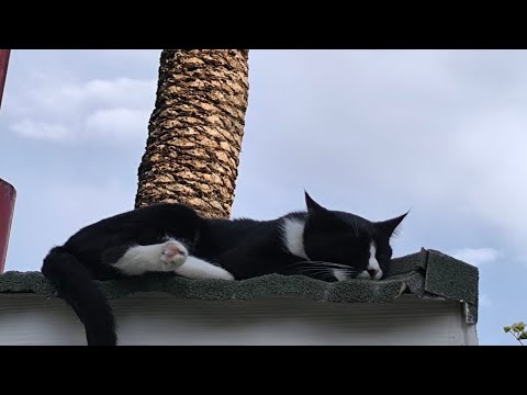 Видео: Обзор номера в отеле DOBEDAN WORLD PALACE KEMER в п.Кириш 💥