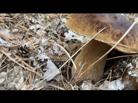 Видео: Кайф,это надо видеть,я столько таких Грибов ещё не собирал! Поехали втроем,но Светлана осталась дома