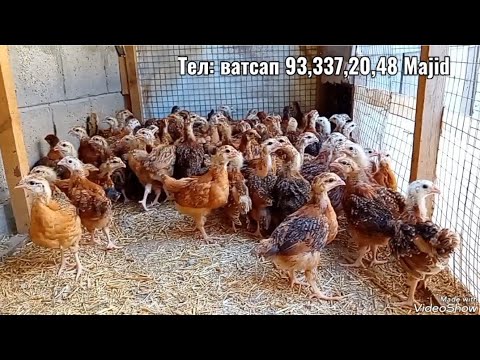 Видео: Чучахои Ломан-браун 2-моха 11,03,2024 фуруши даставка бепул