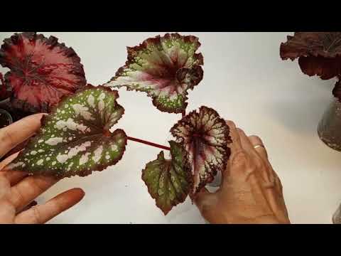 Видео: ИЗЛИШКИ бегоний - предложение продажи на 04.04.25 г.