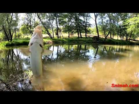Видео: За черна мряна на река Бебреш край село Боженица