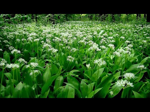 Видео: НЕ СЕЙТЕ ЧЕРЕМШУ (МЕДВЕЖИЙ ЛУК) ПОКА НЕ УВИДИТЕ КАК НУЖНО! ВЫРАСТИТЬ ЧЕРЕМШУ ИЗ СЕМЯН ПРОЩЕ ПРОСТОГО