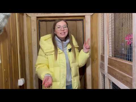 Видео: Видео экскурсия по моей небольшой ферме #ферма #загороднаяжизнь #птицеводство #куры #фазаны #козы