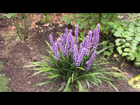 Видео: Поселите в саду лириопе..
