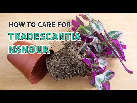 Видео: Как ухаживать за традесканцией Наноук #растения #традесканция #наноук #уходзарастениями #любитель...