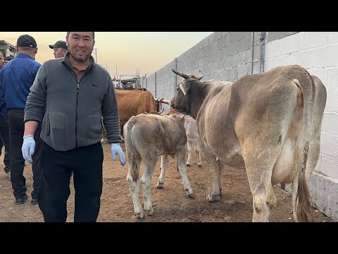 Видео: 25 октября 2025 г АНДИЖОН ХУЖАОБОД МОЛ БОЗОРИ СИГИРЛАР БУГОЗЛАР НАРХЛАРИ ANDIJON XOʻJAOBOD MOL BOZOR