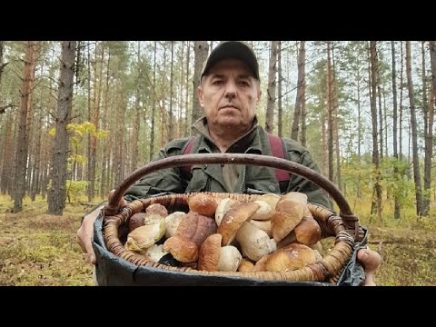 Видео: ГРИБАЛЮ ПО ДОЩУ. 10.10.25Р. БІЛИЙ ГРИБ ПРЕ....