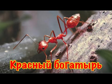 Видео: The Ants. Африканский Муравей-Портной. Новые функции