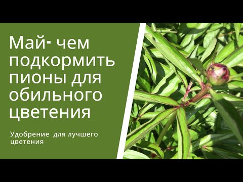 Видео: Май месяц - чем подкормить пионы для обильного цветения.
