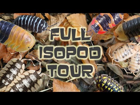 Видео: Полный обзор всех наших ISOPODS