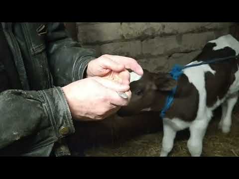 Видео: Приучаю телят к цельной кукурузе