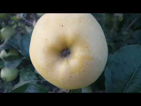 Видео: Антонівка звичайна ( Antonіvka)