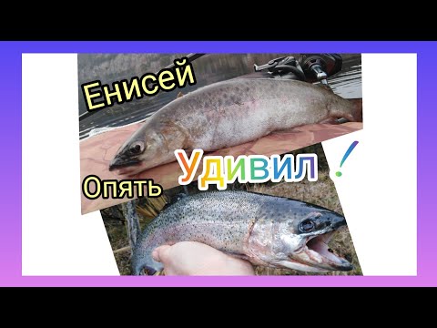 Видео: Енисей, рыбалка - огонь! Ленок, форель! хариус?