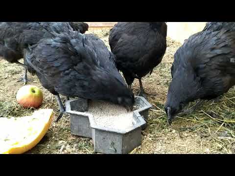 Видео: Породные куры  ухэйилюй/АСД -2