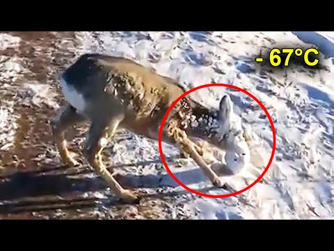 Видео: Эти Животные Были Обречены на Гибель, но Люди Пришли на Помощь