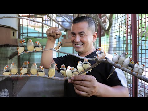 Видео: Зебровые амадинки — самые крошечные птички, которых вы когда-либо видели! Мои птицы родили сотни ...