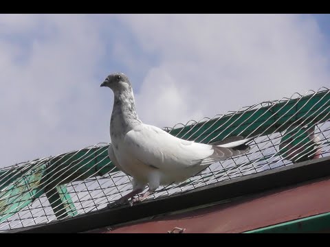 Видео: БУДАПЕШТСКИЕ ГОЛУБИ / Первый выход молодых