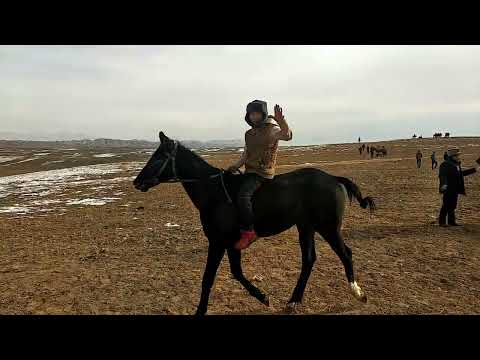 Видео: Терек суу. Тай чабыш