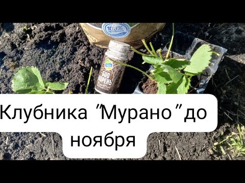 Видео: сорт клубники 🍓 "Мурано" до заморозков,посадка 1.07