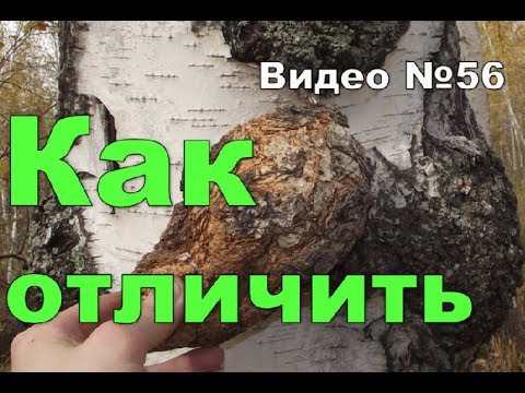 Видео: Сувель и кап,берёзовые.Признаки и отличия.