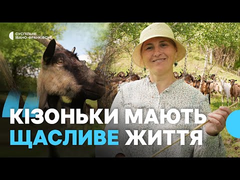 Видео: Виготовляють 30 видів крафтових сирів. Як працює біодинамічна козина ферма на Прикарпатті