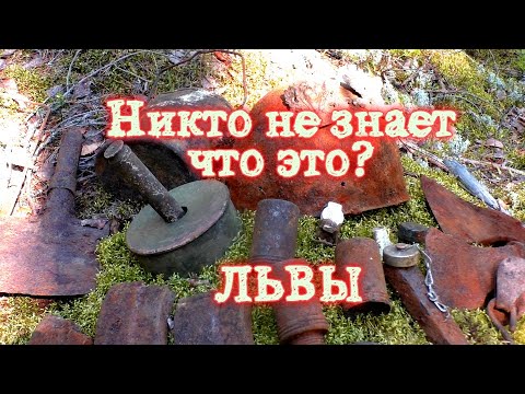 Видео: Львы в Карельских Лесах | я в шоке!