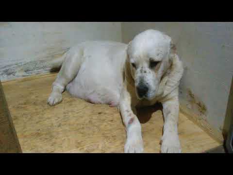 Видео: Бугай Алабай. Примерно 58й день беременности Дивы.