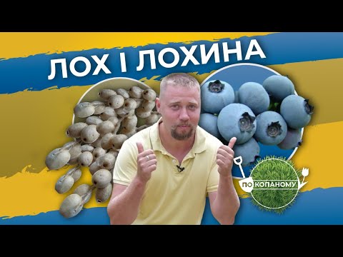 Видео: Лох і лохина | По копаному | Другий сезон | Випуск 5