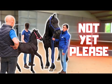 Видео: Пора отвезти Рейндже в конный центр. Я пока не хочу её усыплять! #1 | Фризские лошади