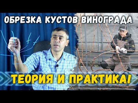 Видео: Обрезка и формировка кустов винограда