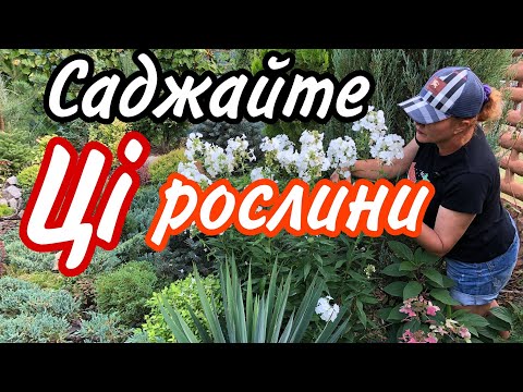 Видео: Сад з нуля ! Які рослини ПОСАДИТИ ? Стійкі Гарні Невибагливі ! Ландшафтний дизайн власноруч.