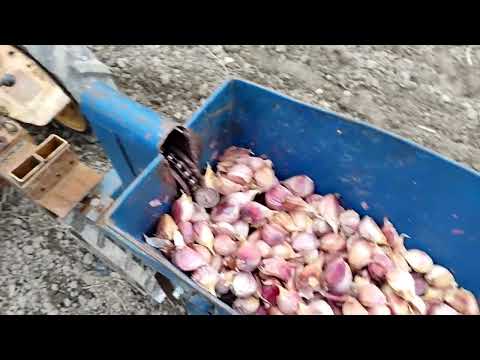 Видео: посадка чеснока чеснокосажалкой