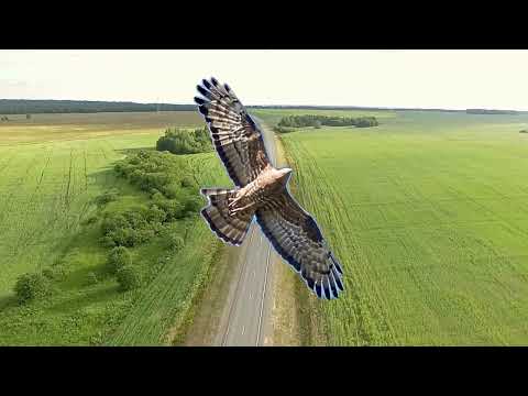 Видео: Вещание Гамаюна 9 Осоед