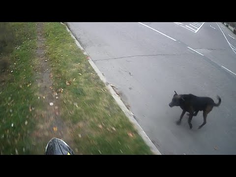 Видео: мотопробег 26.10.2025