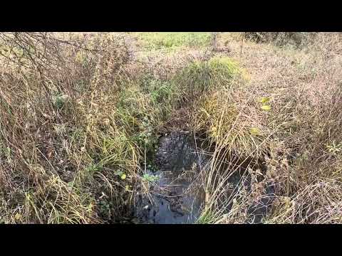 Видео: Осень в самом разгаре 