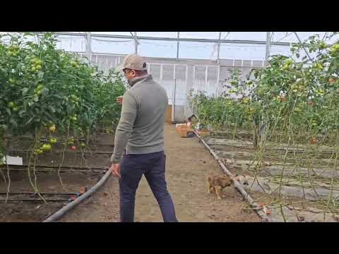 Видео: Тестирование гибридов розового томата в закрытом грунте: экспертное мнение