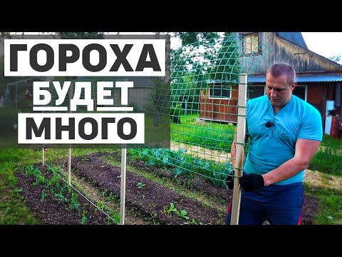 Видео: Подвязка гороха к сетке, высокая грядка для большого урожая, дачная жизнь