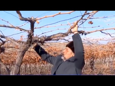 Видео: Узум токларини қишга қандай тайёрлаш керак? Андижонлик боғбон бобо сирлари | Mening bog'im