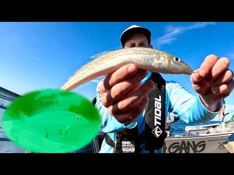 Видео: Рыбалка на мерланга в Перте!