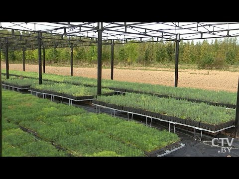 Видео: Логойский лесхоз: «Центральный регион»