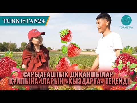 Видео: Сарыағаш ауданындағы әрбір ауылда екінің бірі ауласына құлпынай егеді