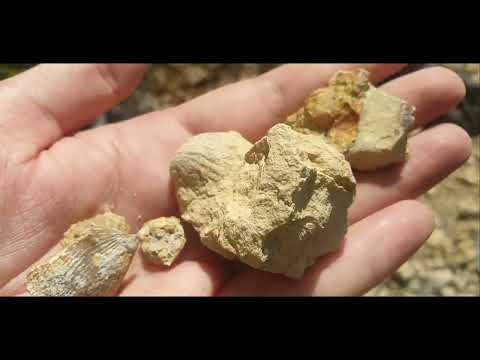 Видео: Поход за окаменелостями в Заборье. Московская обл., Серпуховской район. Нашли отличные строматолиты.