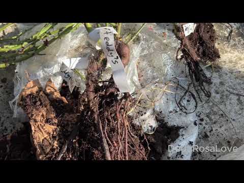 Видео: Vardomania ПЕРЕПУТАЛИ ЗАКАЗ😱😭💔 +13 внепланово новых роз... Куда сажать или хозяйка заказа найдись😅