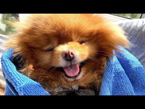 Видео: Не выпуск, а маски шоу. Восстанавливаем шерсть шпица Оливии. Маска для шерсти Iv San Bernard Orange