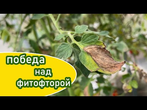 Видео: Фитофтора не повредила ни одного плода