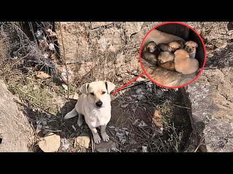 Видео: Бродячая собака умоляла взять щенков из мусора, через полгода принесла новых,дом стал раем для собак