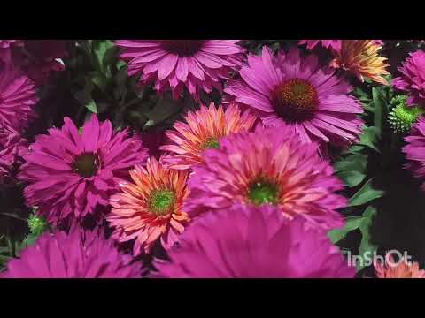 Видео: Міжнародні торги рослин в Польщі.